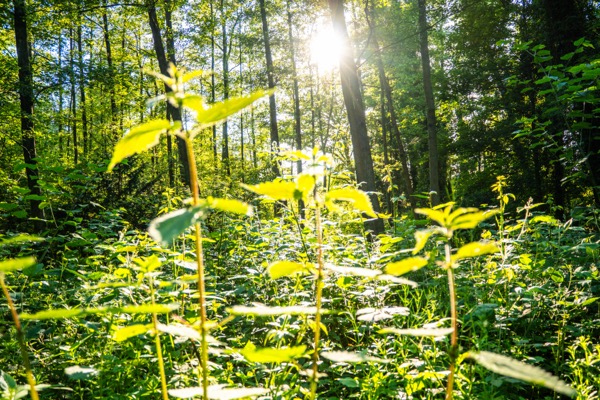 Ohligser Heide, Landschaft Solingen 2026