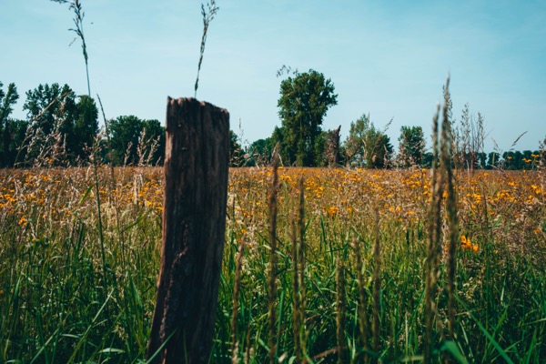 Blumenwiese, Niederrhein 2026