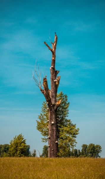 Alter Baum, Niederrhein 2026