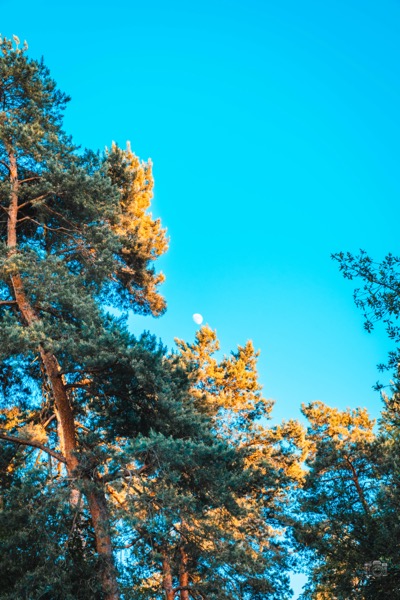 Mondkiefer, Kiefernsilhouette vor Mond, Niederrhein 2026